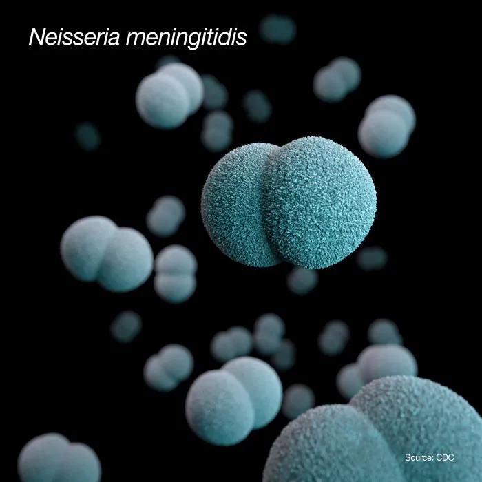 3D illustration of Neisseria meningitidis bacteria, the germ that causes meningitis B.